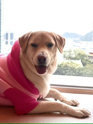 Goldie, certified therapy animal