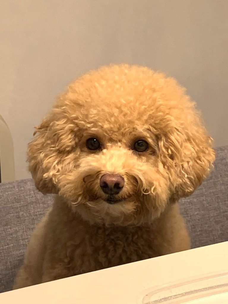 Uni, certified therapy animal