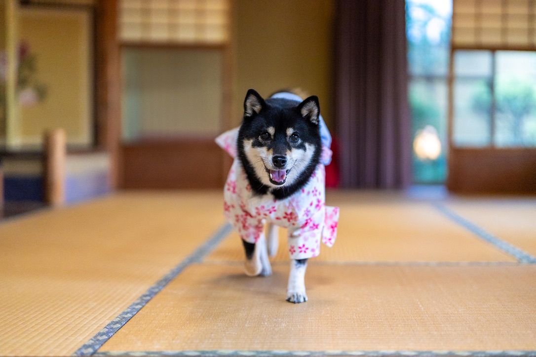 Nomi, certified therapy animal