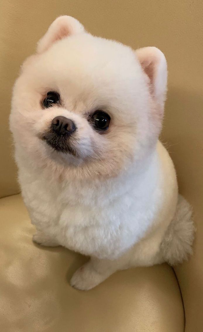 Leo, certified therapy animal