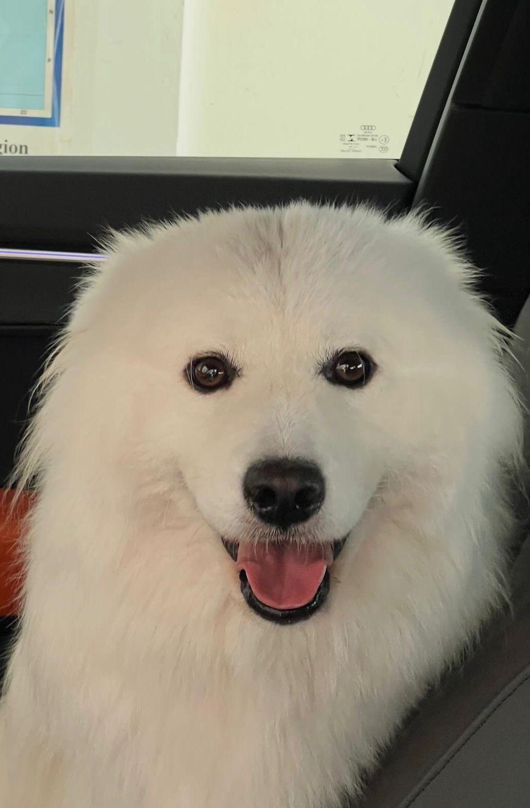 Beau, certified therapy animal