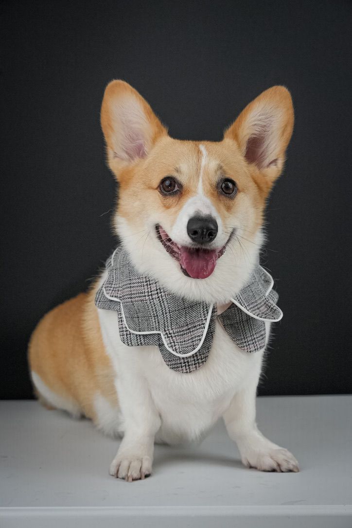 Hunter, certified therapy animal