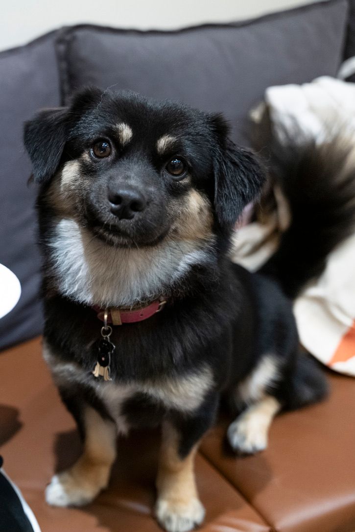 Snazy, certified therapy animal