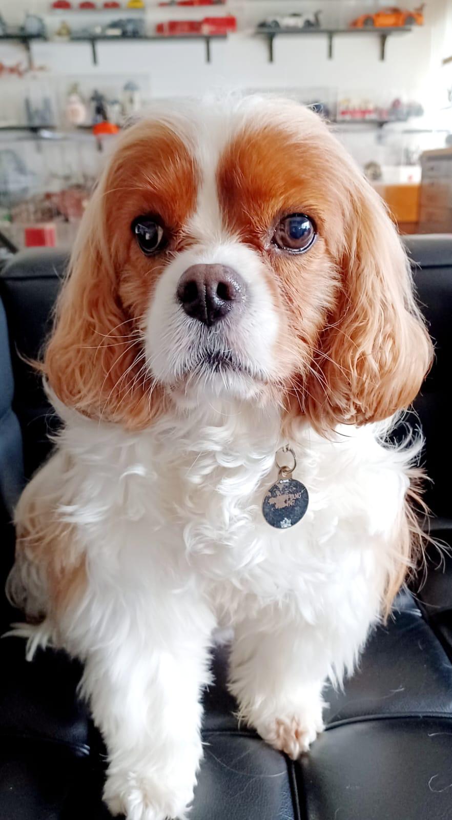 Macho, certified therapy animal