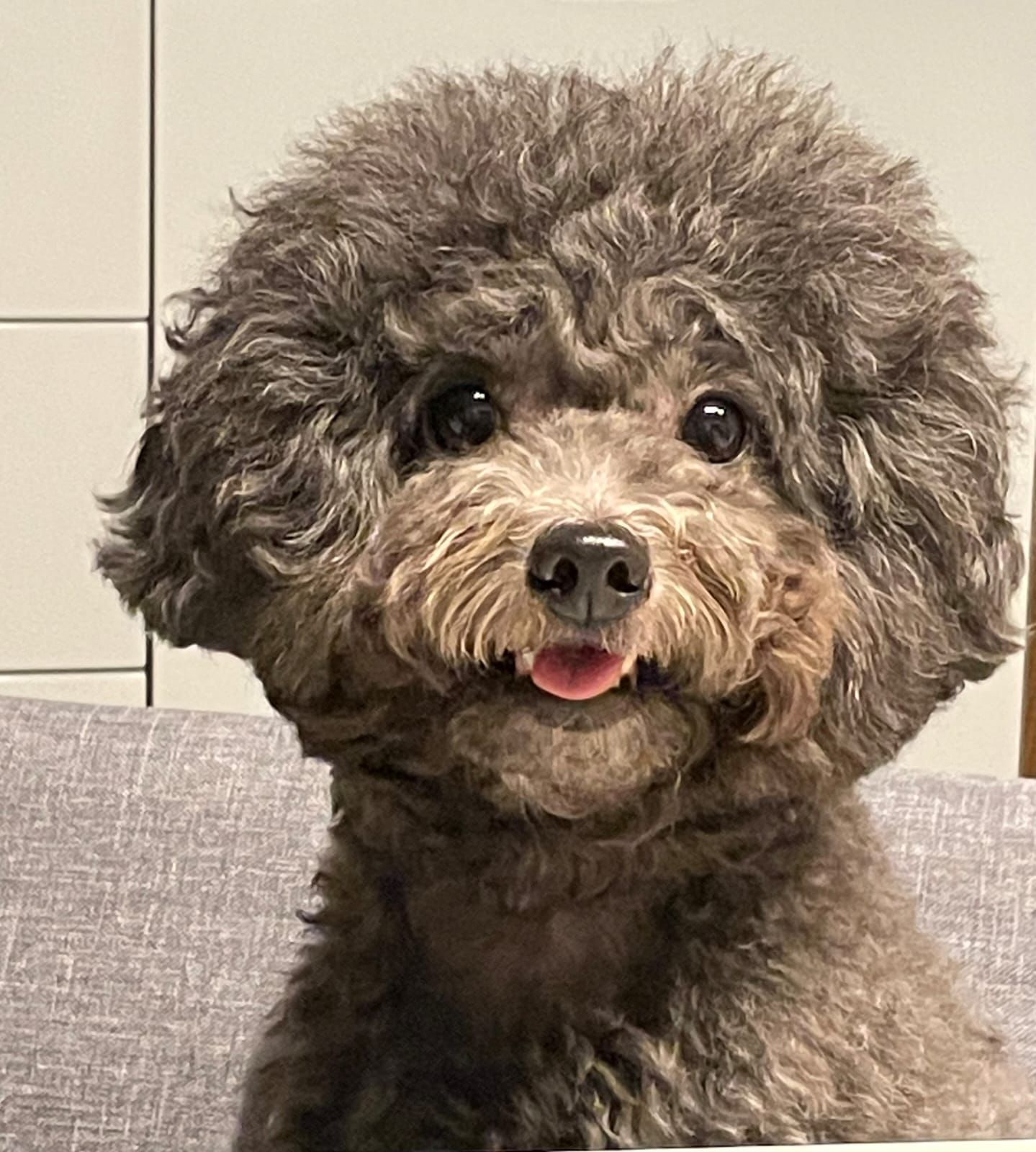 Kaki, certified therapy animal