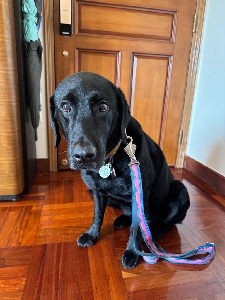 Eve, certified therapy animal