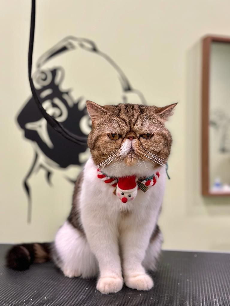 Little May, certified therapy animal