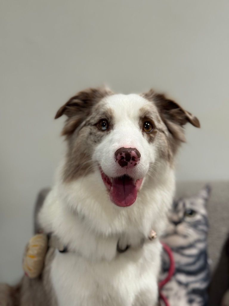 Sunny, a certified therapy dog at Daynamic Strategies