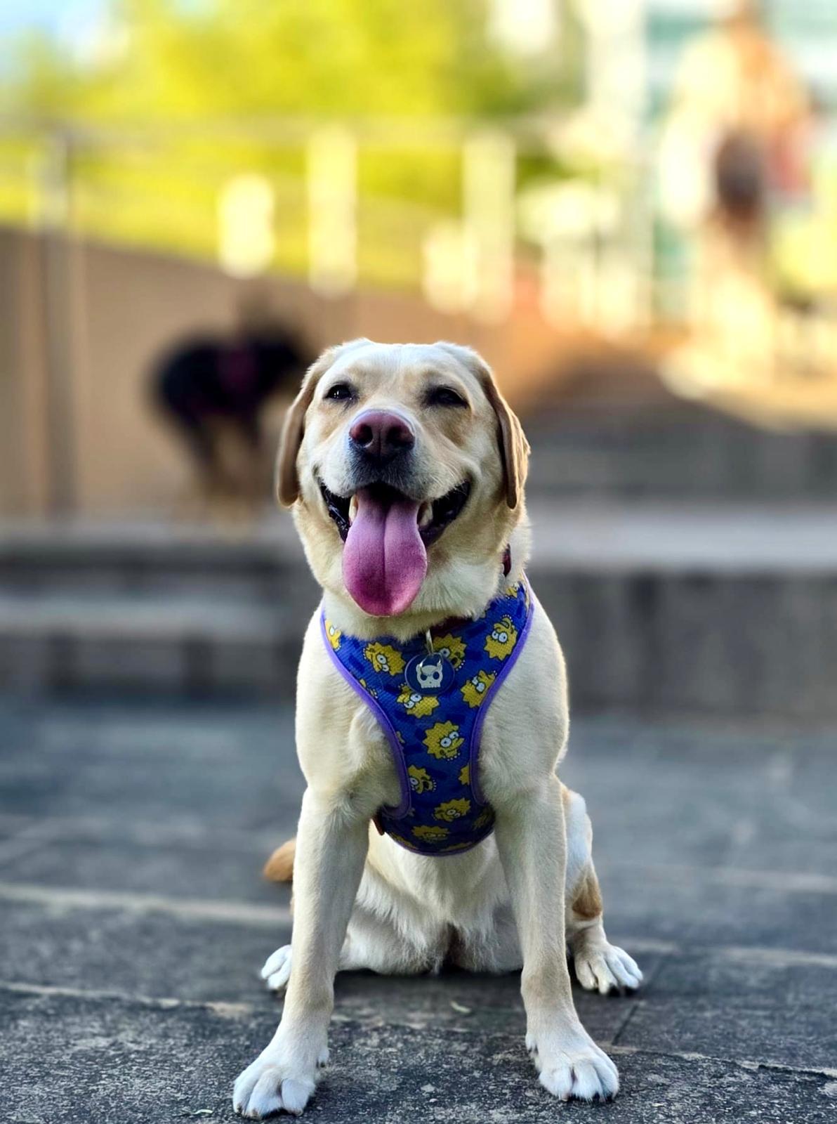 Daisy, certified therapy animal