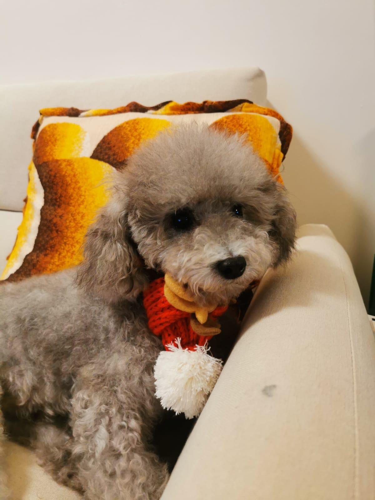 Behaviour support session with a therapy animal