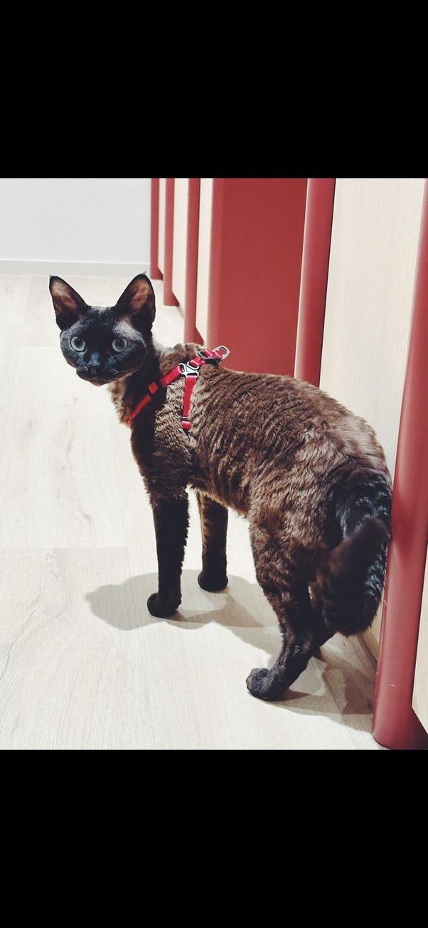 BonBon, certified therapy animal